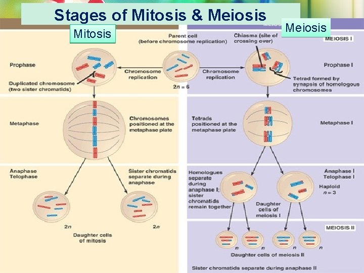 Stages of Mitosis & Meiosis Mitosis Meiosis 