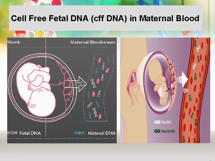 Cell Free Fetal DNA (cff DNA) in Maternal Blood 