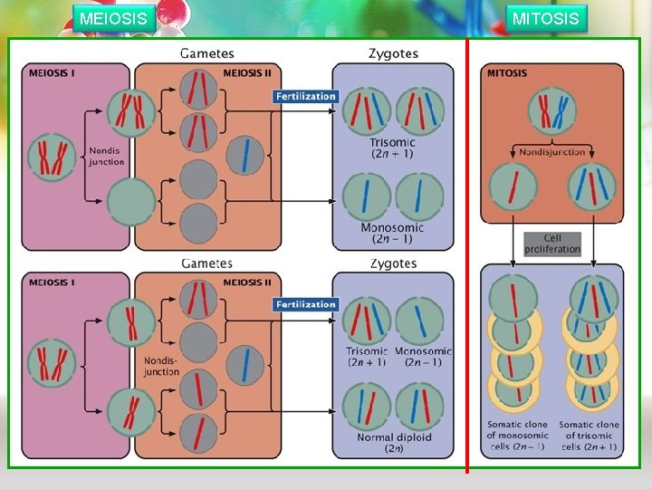 MEIOSIS MITOSIS 