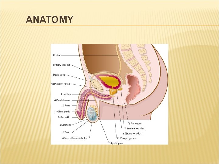 ANATOMY ANATOMY