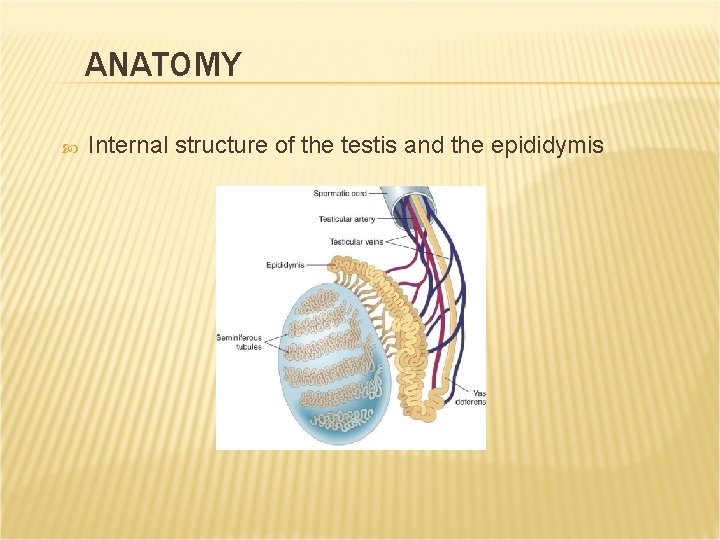 ANATOMY Internal structure of the testis and the epididymis ANATOMY Internal structure of the testis and the epididymis