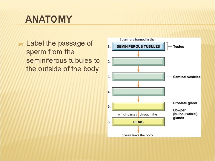 ANATOMY Label the passage of sperm from the seminiferous tubules to the outside of ANATOMY Label the passage of sperm from the seminiferous tubules to the outside of