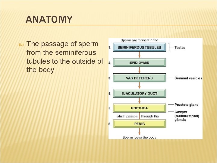 ANATOMY The passage of sperm from the seminiferous tubules to the outside of the ANATOMY The passage of sperm from the seminiferous tubules to the outside of the