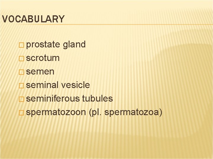 VOCABULARY � prostate gland � scrotum � semen � seminal vesicle � seminiferous tubules VOCABULARY � prostate gland � scrotum � semen � seminal vesicle � seminiferous tubules