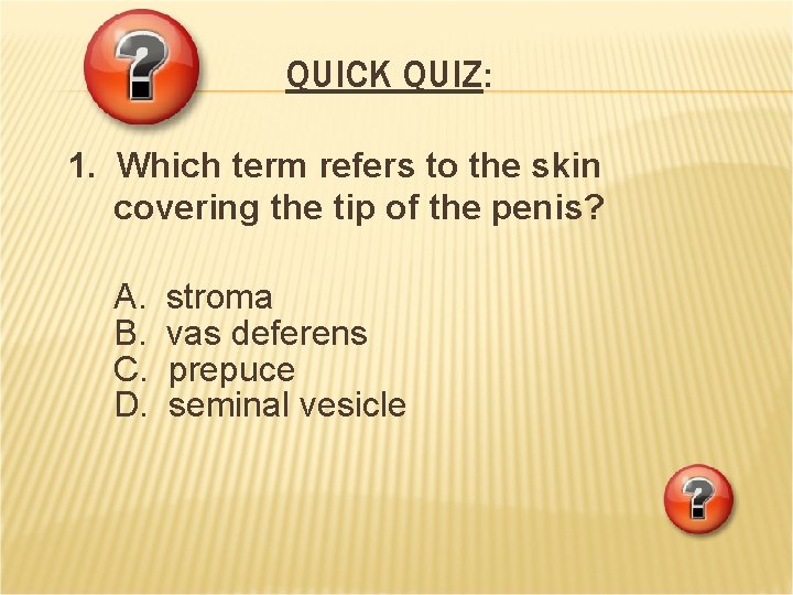 QUICK QUIZ: 1. Which term refers to the skin covering the tip of the QUICK QUIZ: 1. Which term refers to the skin covering the tip of the