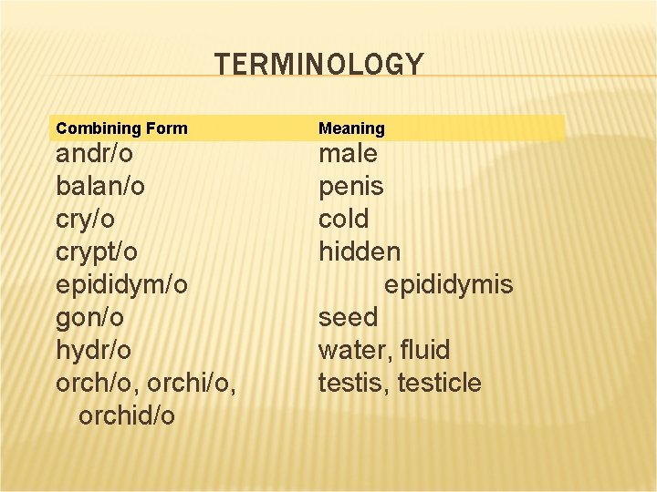 TERMINOLOGY Combining Form andr/o balan/o crypt/o epididym/o gon/o hydr/o orch/o, orchid/o Meaning male penis TERMINOLOGY Combining Form andr/o balan/o crypt/o epididym/o gon/o hydr/o orch/o, orchid/o Meaning male penis