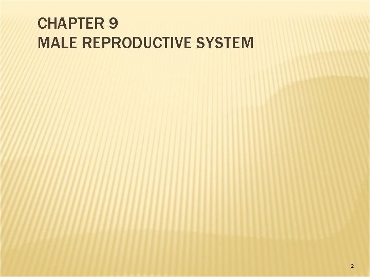 CHAPTER 9 MALE REPRODUCTIVE SYSTEM 2 CHAPTER 9 MALE REPRODUCTIVE SYSTEM 2