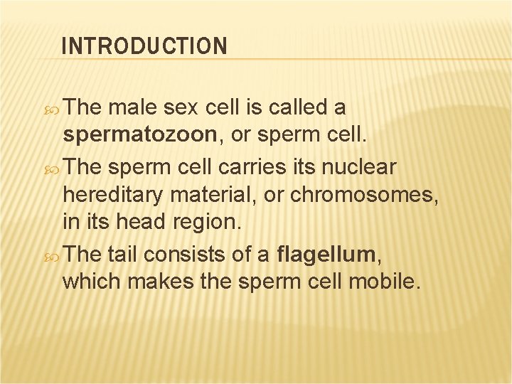 INTRODUCTION The male sex cell is called a spermatozoon, or sperm cell. The sperm INTRODUCTION The male sex cell is called a spermatozoon, or sperm cell. The sperm