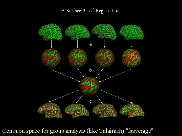 A Surface-Based Registration Common space for group analysis (like Talairach) “fsaverage” 