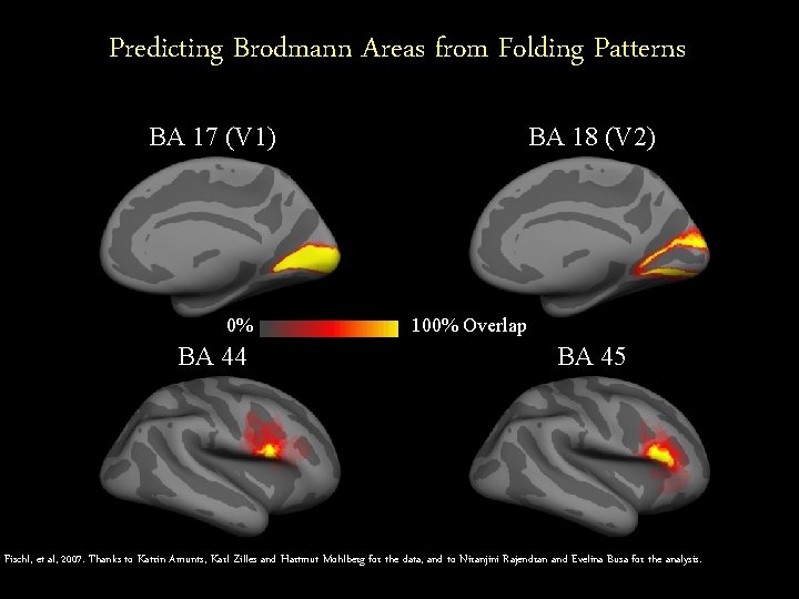 Predicting Brodmann Areas from Folding Patterns BA 17 (V 1) 0% BA 44 BA