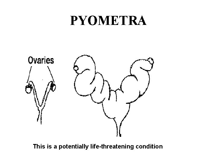 PYOMETRA This is a potentially life-threatening condition 