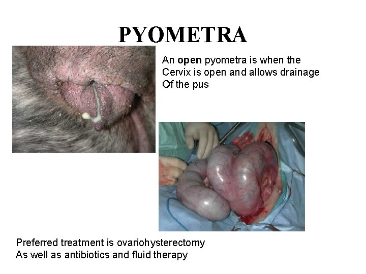 PYOMETRA An open pyometra is when the Cervix is open and allows drainage Of