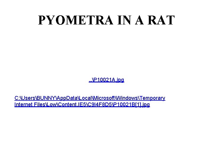 PYOMETRA IN A RAT . . P 10021 A. jpg C: UsersBUNNYApp. DataLocalMicrosoftWindowsTemporary Internet