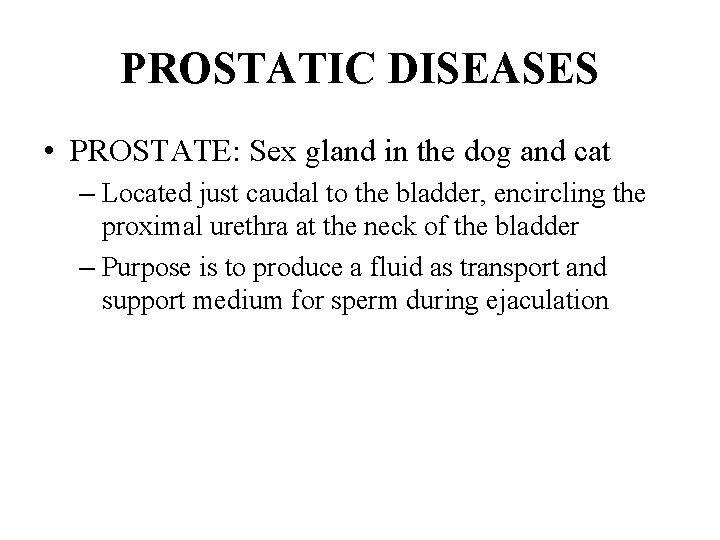 PROSTATIC DISEASES • PROSTATE: Sex gland in the dog and cat – Located just