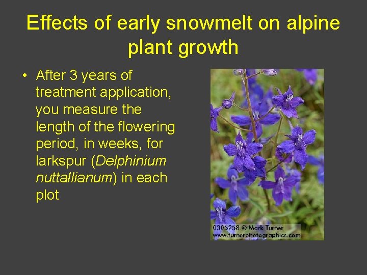 Effects of early snowmelt on alpine plant growth • After 3 years of treatment