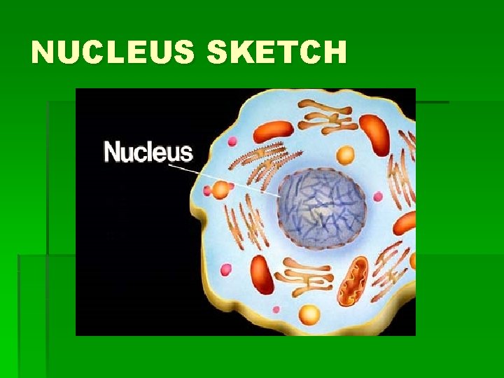 NUCLEUS SKETCH NUCLEUS SKETCH