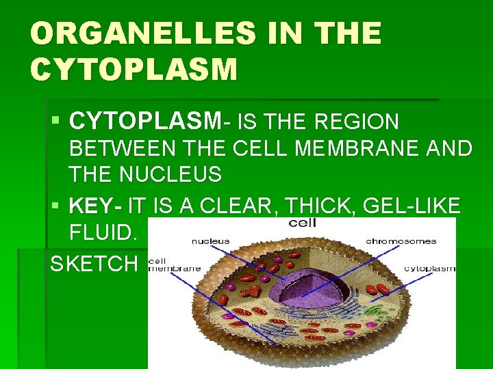 ORGANELLES IN THE CYTOPLASM § CYTOPLASM- IS THE REGION BETWEEN THE CELL MEMBRANE AND ORGANELLES IN THE CYTOPLASM § CYTOPLASM- IS THE REGION BETWEEN THE CELL MEMBRANE AND