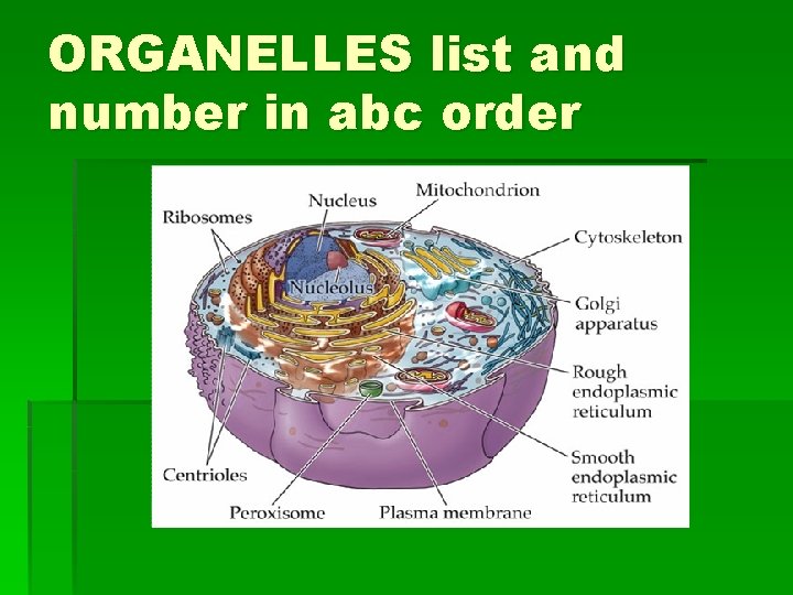 ORGANELLES list and number in abc order ORGANELLES list and number in abc order