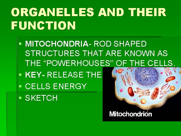 ORGANELLES AND THEIR FUNCTION § MITOCHONDRIA- ROD SHAPED STRUCTURES THAT ARE KNOWN AS THE ORGANELLES AND THEIR FUNCTION § MITOCHONDRIA- ROD SHAPED STRUCTURES THAT ARE KNOWN AS THE