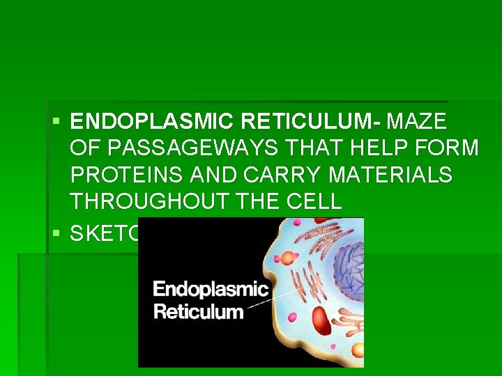 § ENDOPLASMIC RETICULUM- MAZE OF PASSAGEWAYS THAT HELP FORM PROTEINS AND CARRY MATERIALS THROUGHOUT § ENDOPLASMIC RETICULUM- MAZE OF PASSAGEWAYS THAT HELP FORM PROTEINS AND CARRY MATERIALS THROUGHOUT