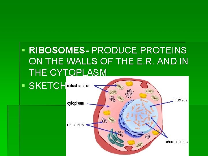 § RIBOSOMES- PRODUCE PROTEINS ON THE WALLS OF THE E. R. AND IN THE § RIBOSOMES- PRODUCE PROTEINS ON THE WALLS OF THE E. R. AND IN THE