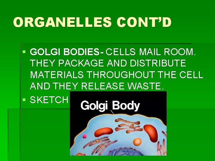 ORGANELLES CONT’D § GOLGI BODIES- CELLS MAIL ROOM. THEY PACKAGE AND DISTRIBUTE MATERIALS THROUGHOUT ORGANELLES CONT’D § GOLGI BODIES- CELLS MAIL ROOM. THEY PACKAGE AND DISTRIBUTE MATERIALS THROUGHOUT