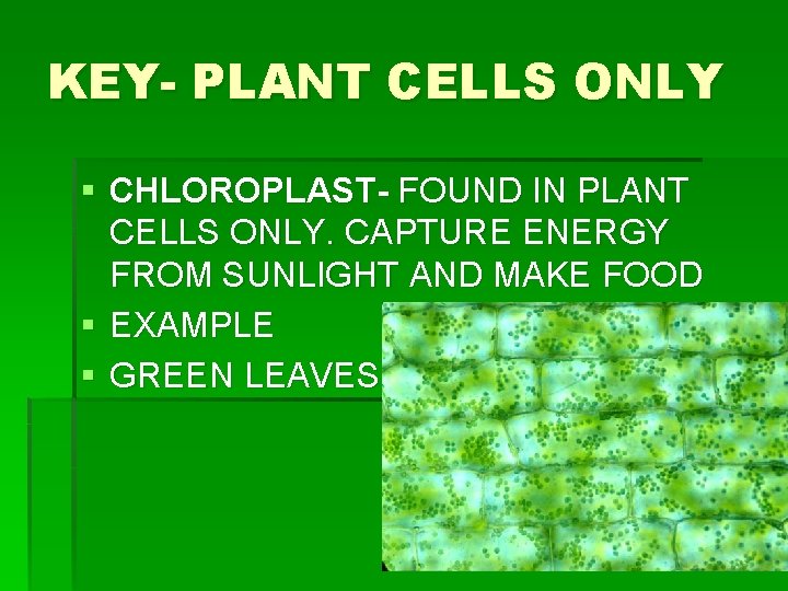 KEY- PLANT CELLS ONLY § CHLOROPLAST- FOUND IN PLANT CELLS ONLY. CAPTURE ENERGY FROM KEY- PLANT CELLS ONLY § CHLOROPLAST- FOUND IN PLANT CELLS ONLY. CAPTURE ENERGY FROM