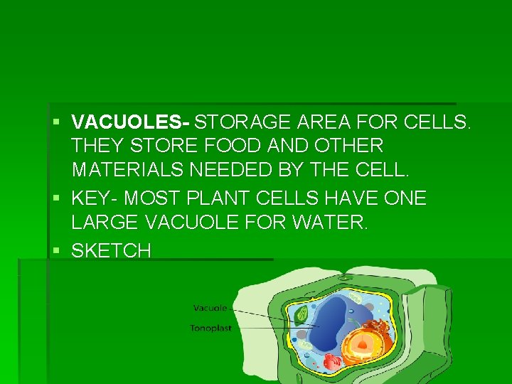 § VACUOLES- STORAGE AREA FOR CELLS. THEY STORE FOOD AND OTHER MATERIALS NEEDED BY § VACUOLES- STORAGE AREA FOR CELLS. THEY STORE FOOD AND OTHER MATERIALS NEEDED BY