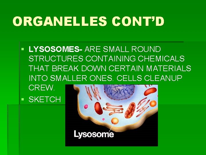 ORGANELLES CONT’D § LYSOSOMES- ARE SMALL ROUND STRUCTURES CONTAINING CHEMICALS THAT BREAK DOWN CERTAIN ORGANELLES CONT’D § LYSOSOMES- ARE SMALL ROUND STRUCTURES CONTAINING CHEMICALS THAT BREAK DOWN CERTAIN