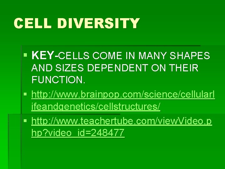 CELL DIVERSITY § KEY-CELLS COME IN MANY SHAPES AND SIZES DEPENDENT ON THEIR FUNCTION. CELL DIVERSITY § KEY-CELLS COME IN MANY SHAPES AND SIZES DEPENDENT ON THEIR FUNCTION.