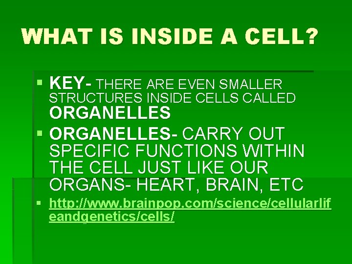WHAT IS INSIDE A CELL? § KEY- THERE ARE EVEN SMALLER STRUCTURES INSIDE CELLS WHAT IS INSIDE A CELL? § KEY- THERE ARE EVEN SMALLER STRUCTURES INSIDE CELLS