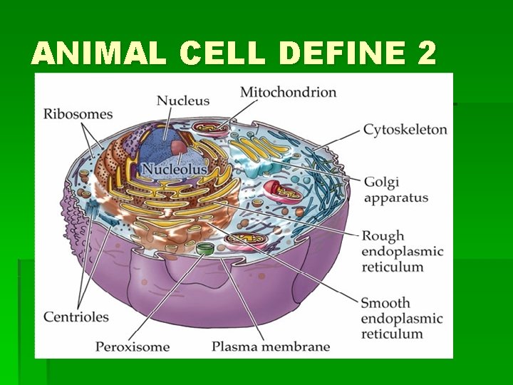 ANIMAL CELL DEFINE 2 ANIMAL CELL DEFINE 2