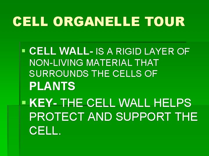 CELL ORGANELLE TOUR § CELL WALL- IS A RIGID LAYER OF NON-LIVING MATERIAL THAT CELL ORGANELLE TOUR § CELL WALL- IS A RIGID LAYER OF NON-LIVING MATERIAL THAT