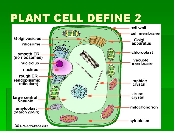 PLANT CELL DEFINE 2 PLANT CELL DEFINE 2