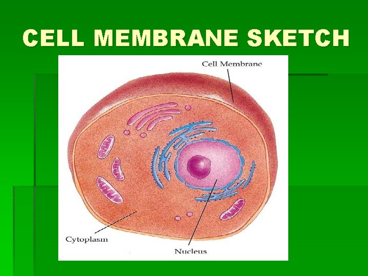 CELL MEMBRANE SKETCH CELL MEMBRANE SKETCH