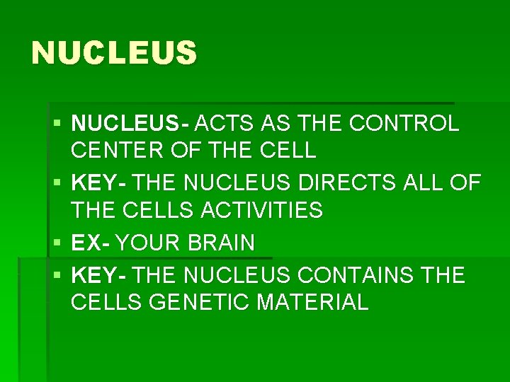 NUCLEUS § NUCLEUS- ACTS AS THE CONTROL CENTER OF THE CELL § KEY- THE NUCLEUS § NUCLEUS- ACTS AS THE CONTROL CENTER OF THE CELL § KEY- THE