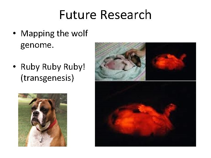 Future Research • Mapping the wolf genome. • Ruby! (transgenesis) 
