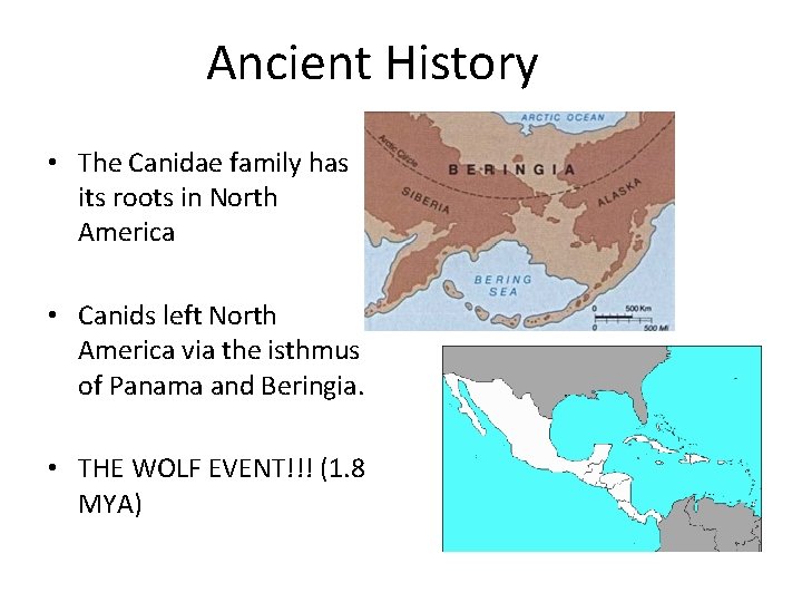 Ancient History • The Canidae family has its roots in North America • Canids