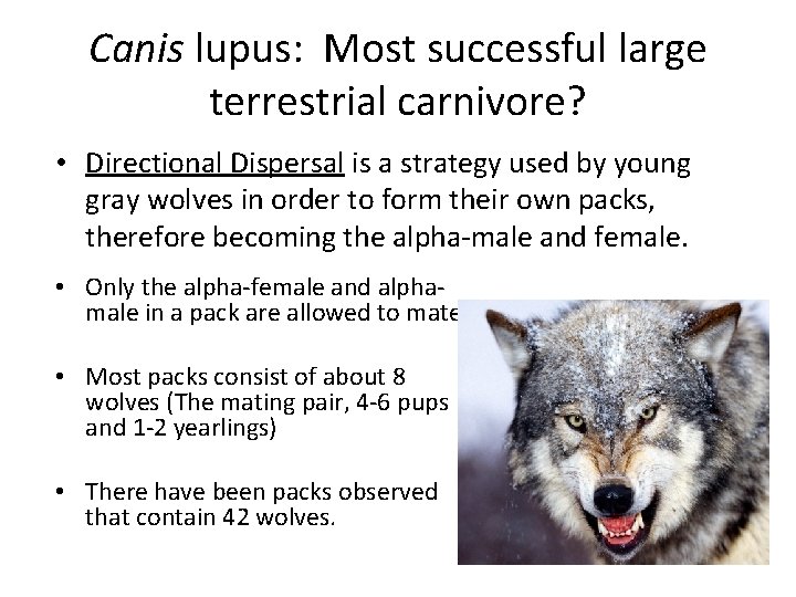 Canis lupus: Most successful large terrestrial carnivore? • Directional Dispersal is a strategy used