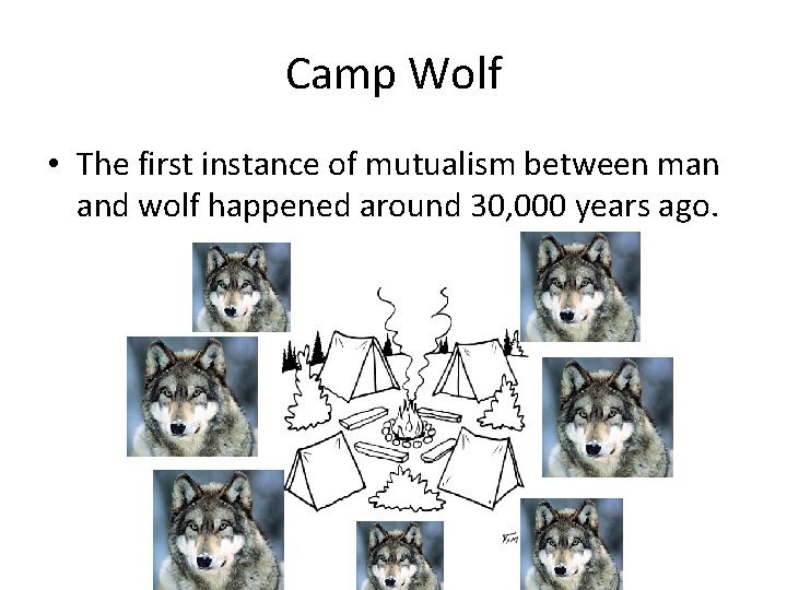 Camp Wolf • The first instance of mutualism between man and wolf happened around