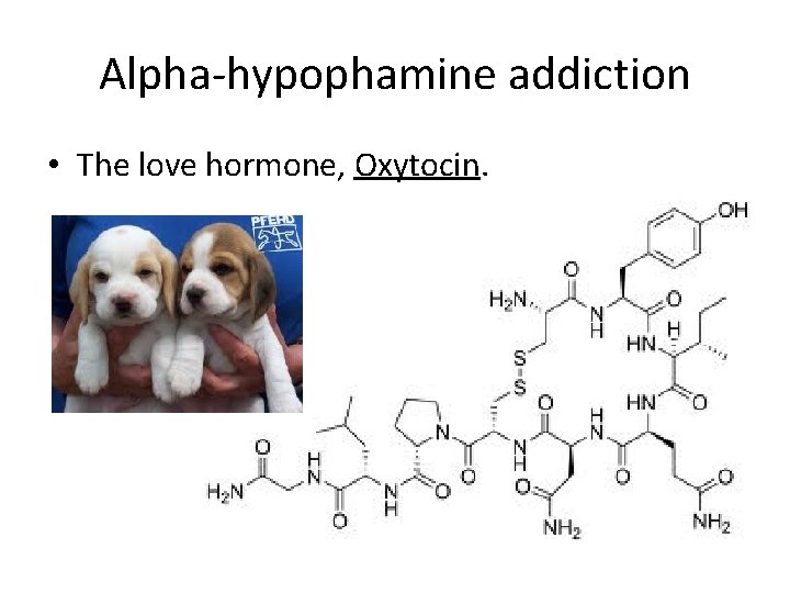 Alpha-hypophamine addiction • The love hormone, Oxytocin. 