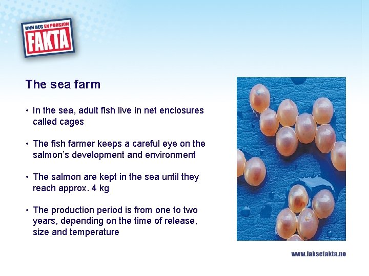 The sea farm • In the sea, adult fish live in net enclosures called