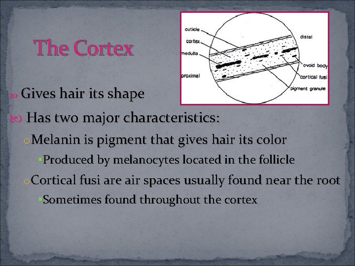 The Cortex Gives hair its shape Has two major characteristics: o. Melanin is pigment
