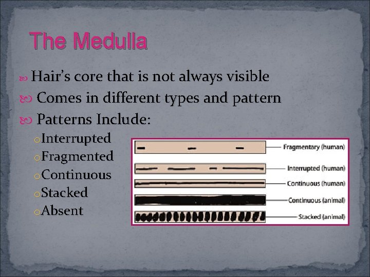 The Medulla Hair’s core that is not always visible Comes in different types and