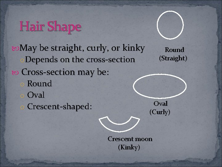 Hair Shape May be straight, curly, or kinky Round (Straight) o. Depends on the
