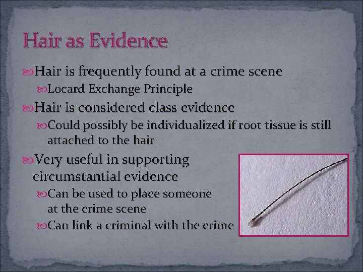 Hair as Evidence Hair is frequently found at a crime scene Locard Exchange Principle