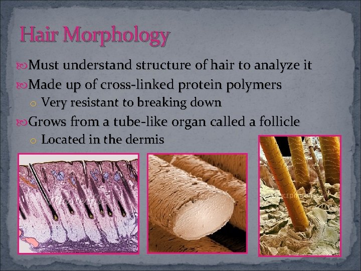 Hair Morphology Must understand structure of hair to analyze it Made up of cross-linked