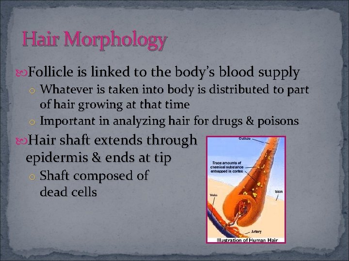 Hair Morphology Follicle is linked to the body’s blood supply o Whatever is taken