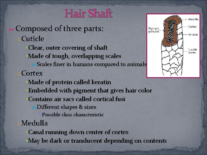 Hair Shaft Composed of three parts: o. Cuticle §Clear, outer covering of shaft §Made