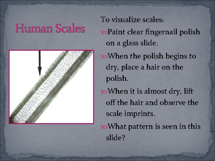 Human Scales To visualize scales: Paint clear fingernail polish on a glass slide. When